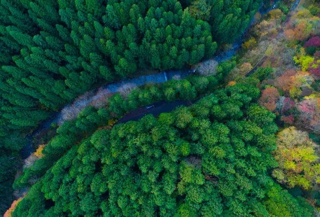 Forestry & Environment